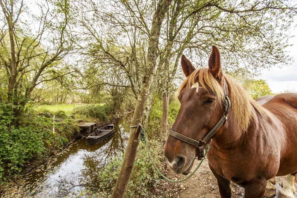Mesquer, Quimiac et La Baule : gastronomie, marchés et loisirs entre mer et nature 11 - Mesquer, Quimiac et La Baule : gastronomie, marchés et loisirs entre mer et nature Parc Naturel régional de brière